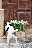 Hund riecht an mit Schneeglöckchen bepflanzter Kiste