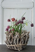 Rustic flower arrangement of twigs and snake's head fritillaries