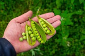 Hand holding ripe peas
