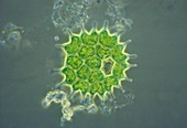 Green algal colony, Pediastrum