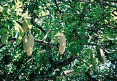 Kigelia pinnata bignoniaceae.