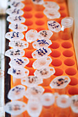 Microcentrifuge tubes in a rack