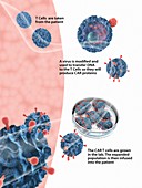 CAR T cell cancer immunotherapy