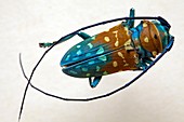 Longhorn beetle (Lamiinae variabilis