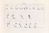 Drawing noses, 19th century