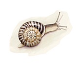 Chocolate-band snail, illustration