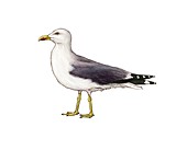 Yellow-legged gull, illustration