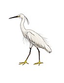 Little egret, illustration