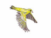 Greenfinch in flight, illustration