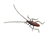 Great capricorn beetle, illustration