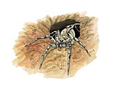 Tarantula wolf spider, illustration