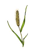 Common wheat Triticum aestivum