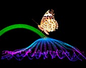 Butterfly on lotus leaf, composite image