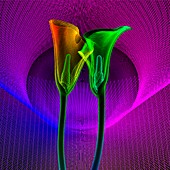 Calla lilies (Zantedeschia sp.), 3D CT scan