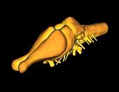 Tyrannosaurus rex brain, 3D illustration