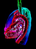 Human heart and lungs, 3D CT scan