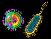 Influenza virus and E.coli bacterium, illustration