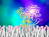 Acetylcholinesterase and donepezil drug complex