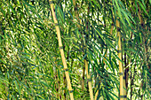 Chilean bamboo (Chusquea aff. culeou)