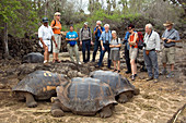 Giant tortoises, Galapagos Islands