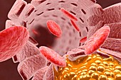 Cholesterol and red blood cells, illustration