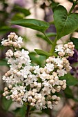 Lilac (Syringa vulgaris 'Beauty of Moscow') in flower