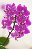 Orchid (Phalaenopsis 'Nuuanu Tono') in flower