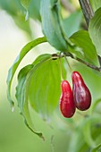 Cornelian cherry (Cornus mas) in fruit