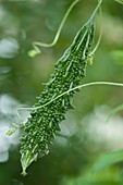 Bitter melon (Momordica charantia) fruit