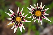 Treasure-flower (Gazania linearis) in flower
