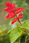 Red sage (Salvia splendens) in flower