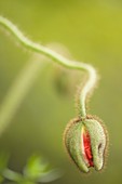 Iceland poppy (Papaver nudicaule) flower bud opening