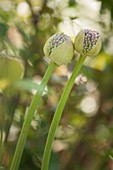 Onion (Allium sp.) flower buds opening