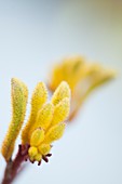 Kangaroo paw (Anigozanthos flavidus) flowers