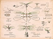 Bourcart ornithopter design, 1866