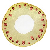 Monocot root vascular arrangement, LM