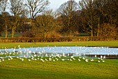 Common gulls in flood waters