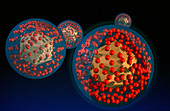 Herpes virus, illustration