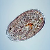 Bursaria protozoan, light micrograph