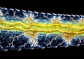 Damselfly nymph gill, light micrograph