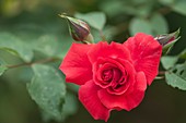 Hybrid tea rose (Rosa Amadeus)