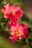 Hybrid rose (Rosa 'Yann Arthus-Bertrand')