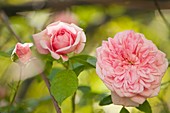 Rambling rose (Rosa 'Paul Transon')