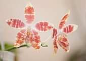 Orchid hybrid (Phalaenopsis Tetrasambo)