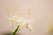 Orchid hybrid (Phalaenopsis tetraspis)