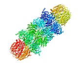 Proteasome, molecular model