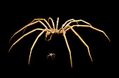 Antarctic and European sea spiders