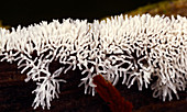 Ceratiomyxa fruticulosa Slime mould