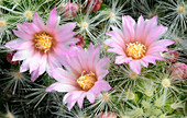 Cactus Mammillaria glassii var. ascensionis