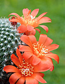 Cactus Rebutia flavistyla